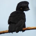 birb