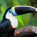 birb3